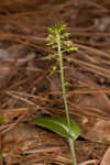 Green adder's-mouth orchid